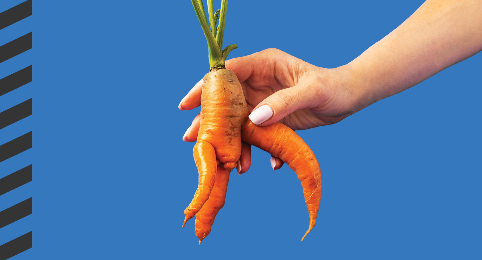 A hand holding a misshapen carrot