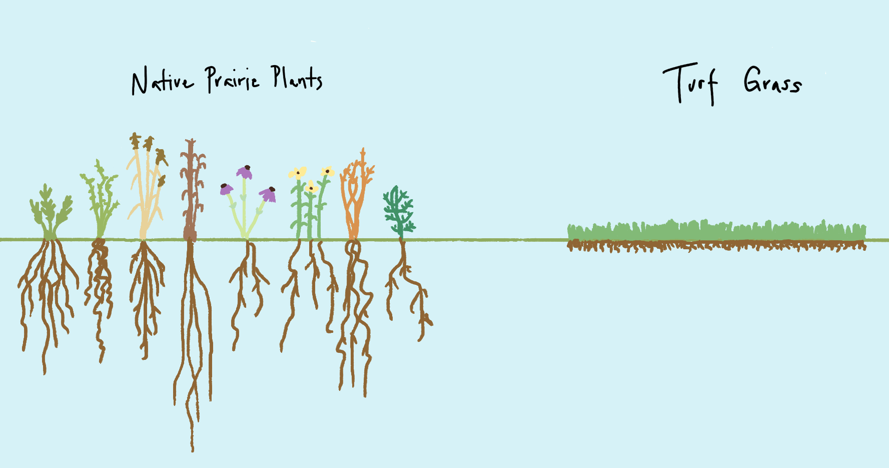Illustration showing deep roots of prairie plants vs the shallow roots of turf grass